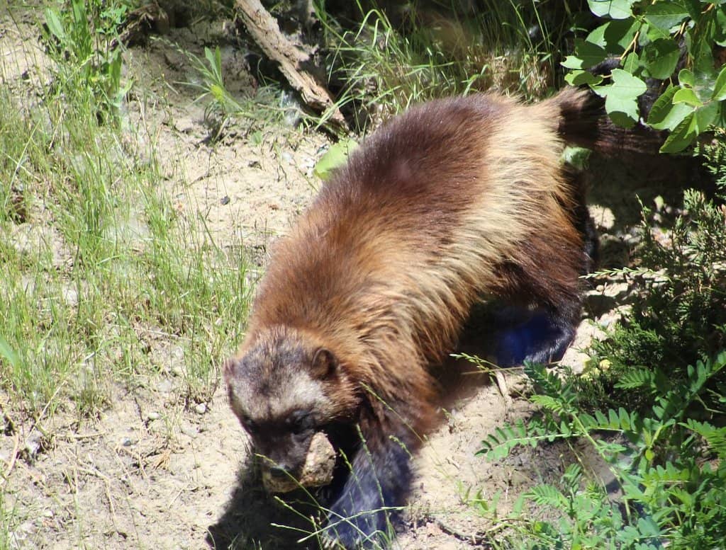 Holiday Lights Display