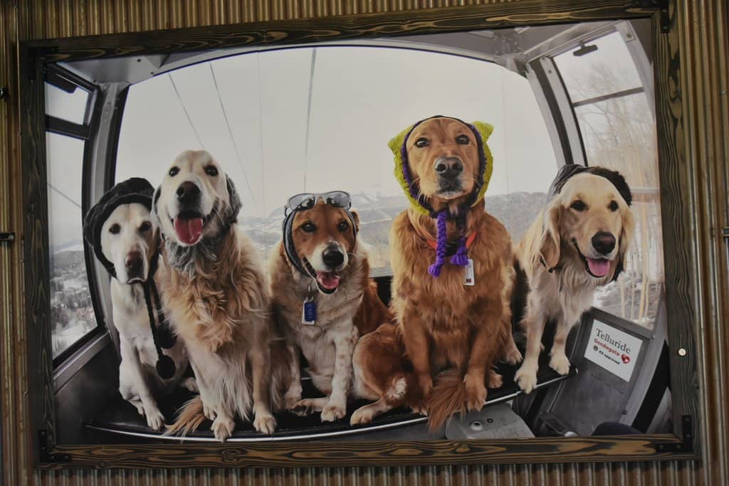 Dog-Friendly Adventure