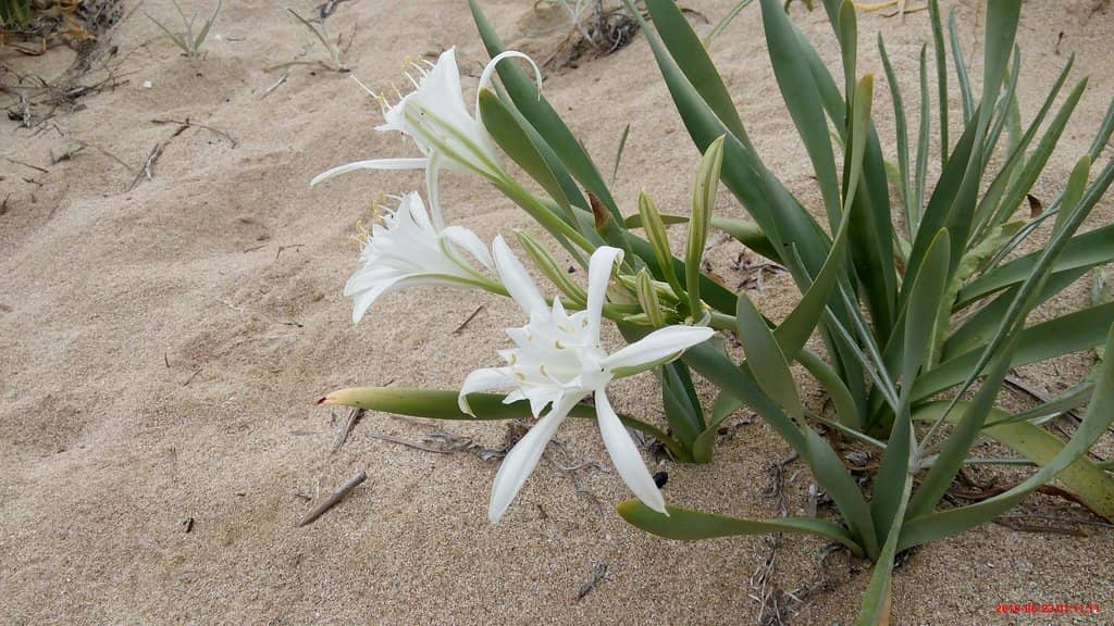 Vibrant Beach Bars & Restaurants