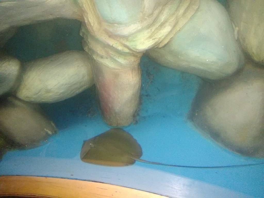 Interactive Fish Foot Massage