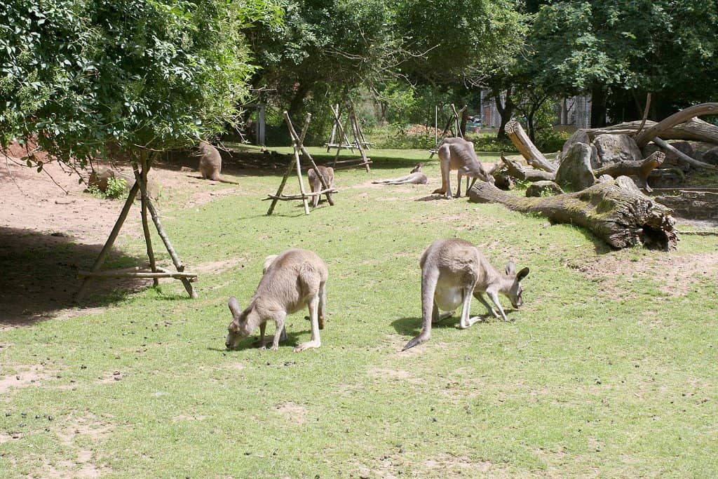 Petting Zoo and Playground
