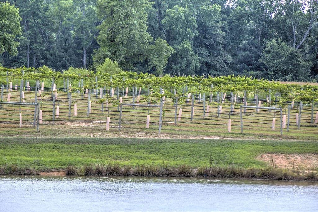 Dinner at the Restaurant