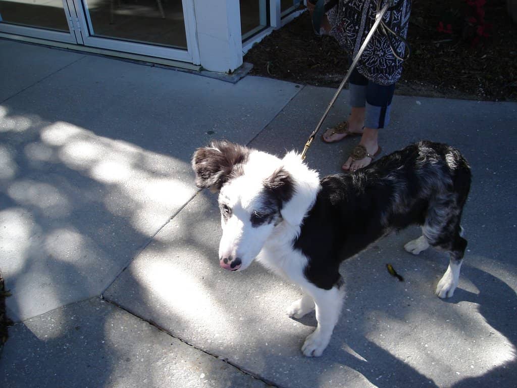 Manatee Sightings at Breakfast