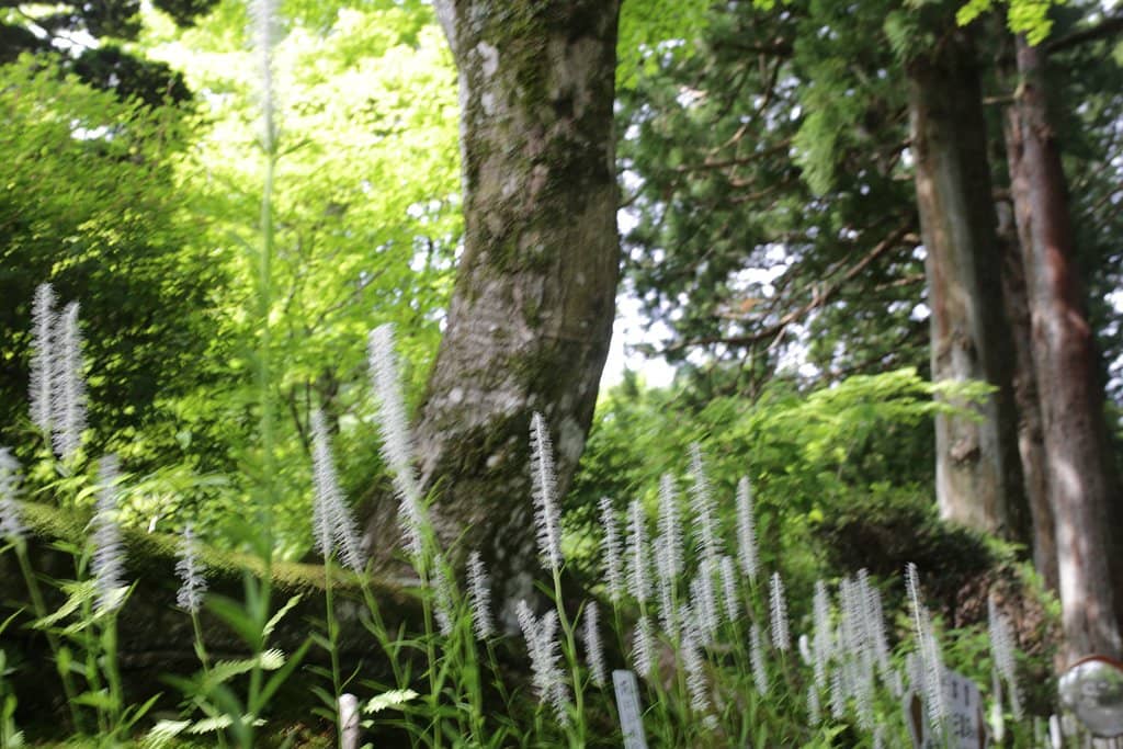Weeping Cherry Trees