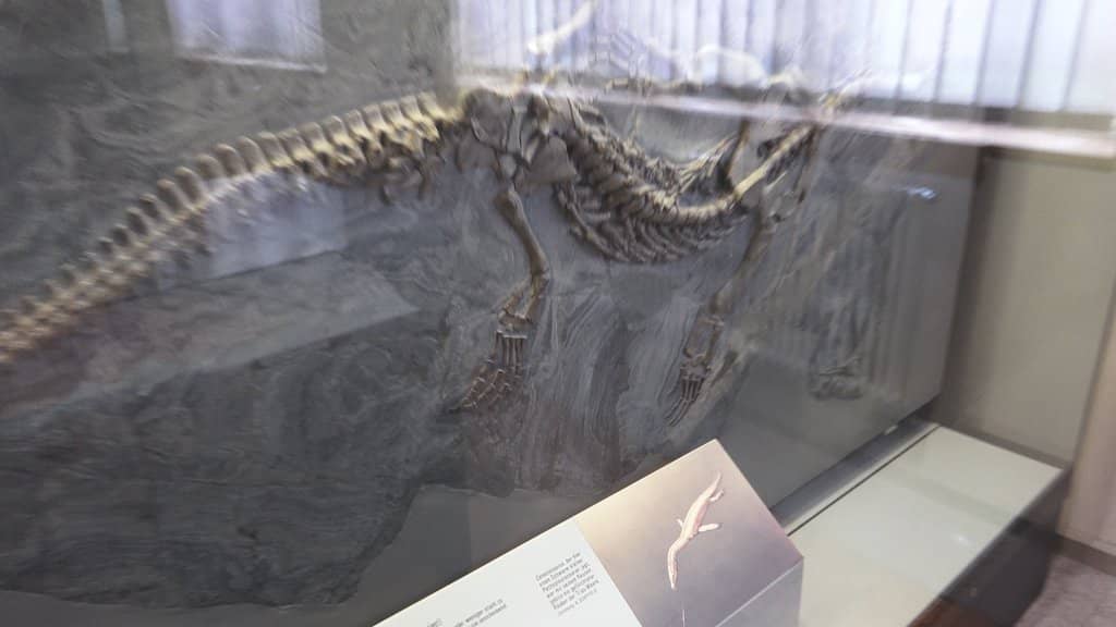 Endangered Species Dioramas