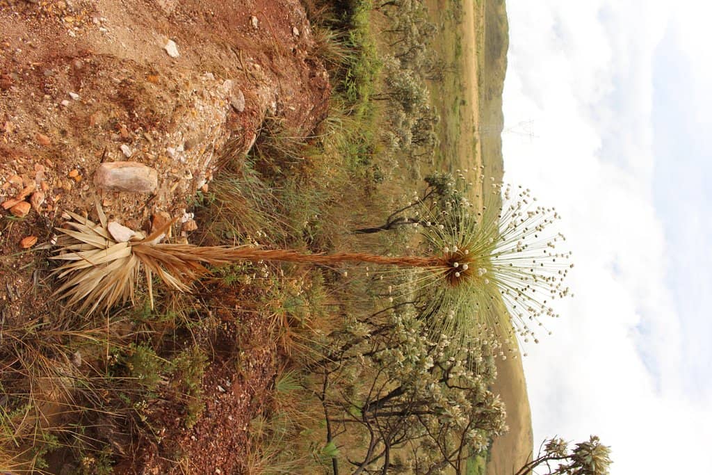 Cachoeira Casca D'Anta (Upper View)