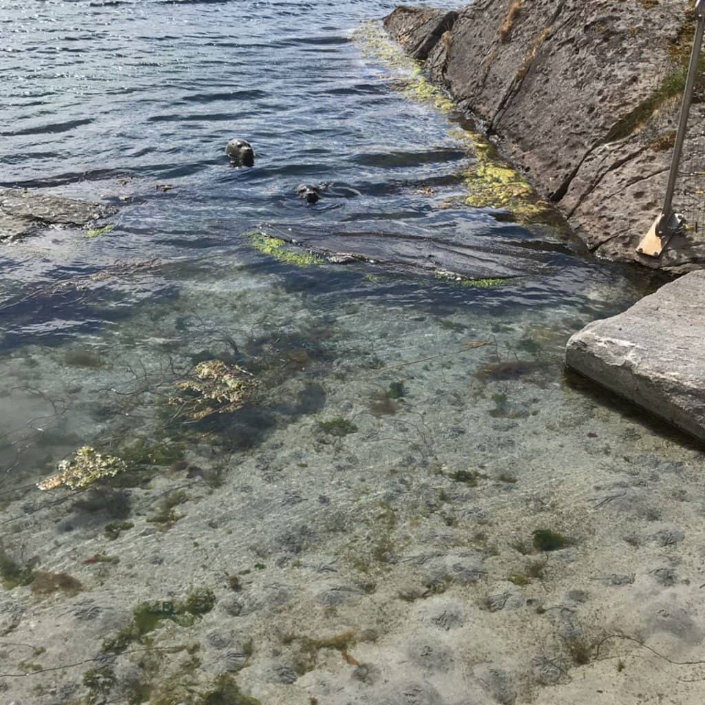 Otter Feeding Talks