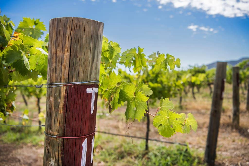 Unique Spanish Varietals