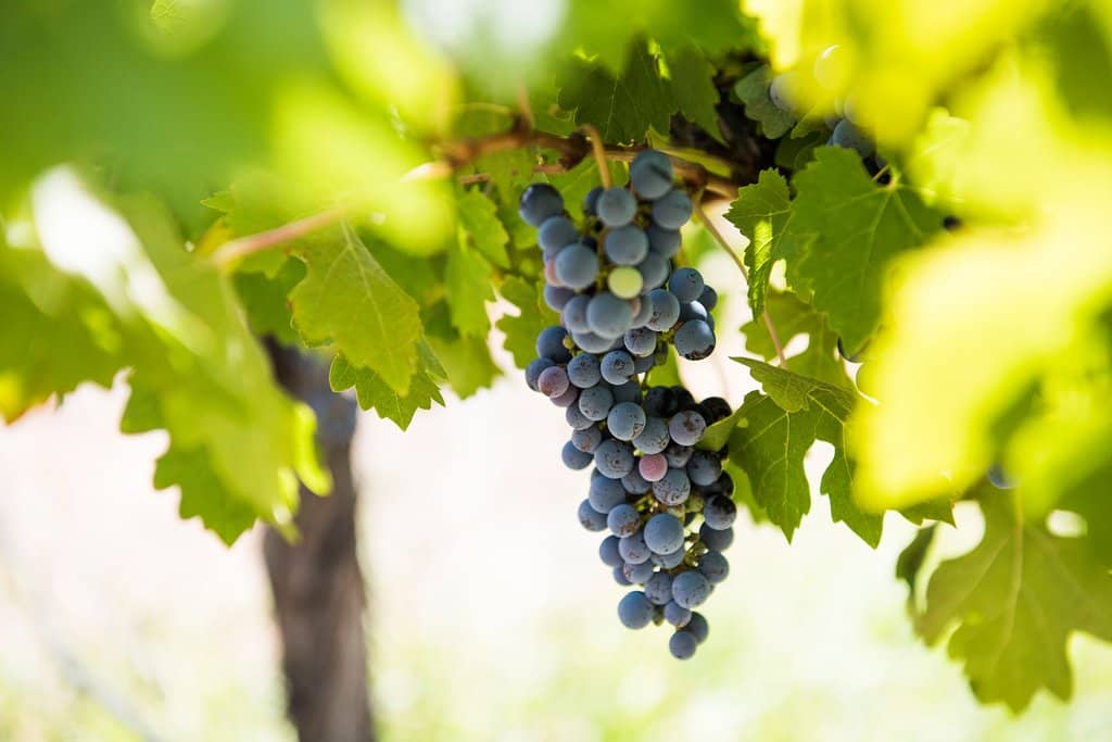 Organic Vineyard Views