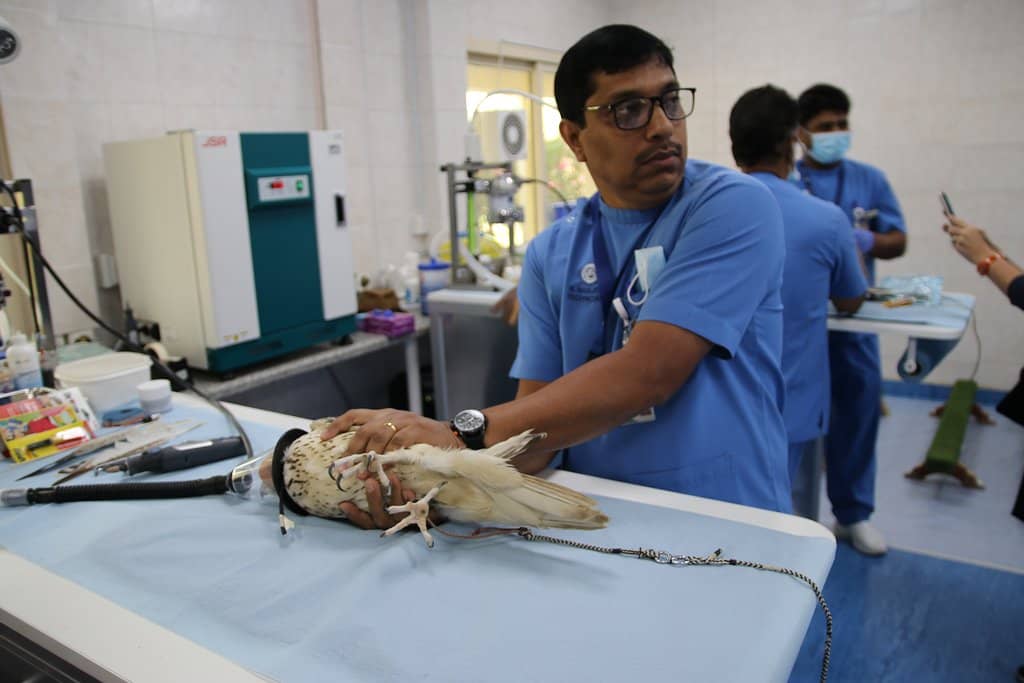 Falconry History Museum