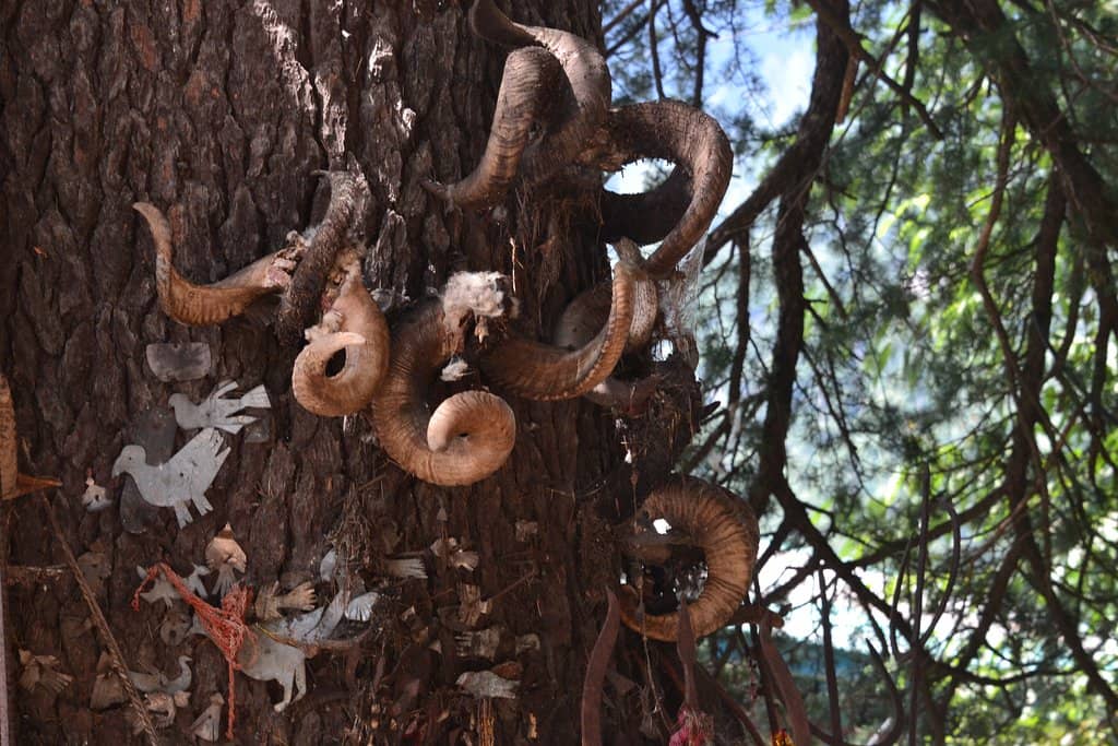The Sacred Juniper Tree