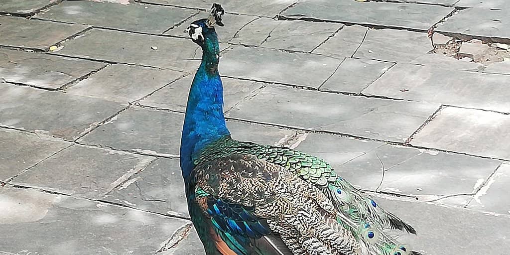 The Stairway to Heaven