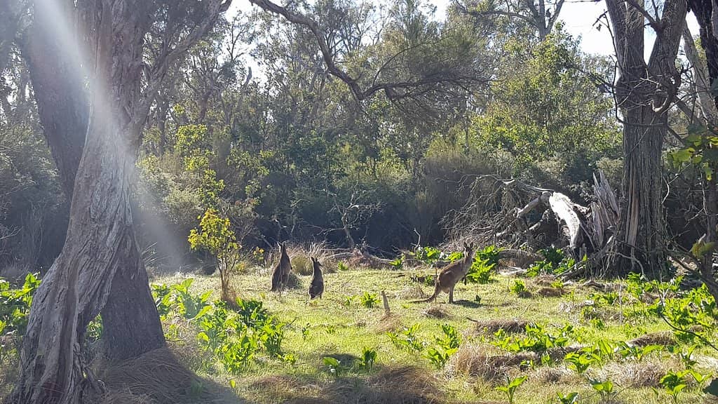 Possum Spotlighting Trail