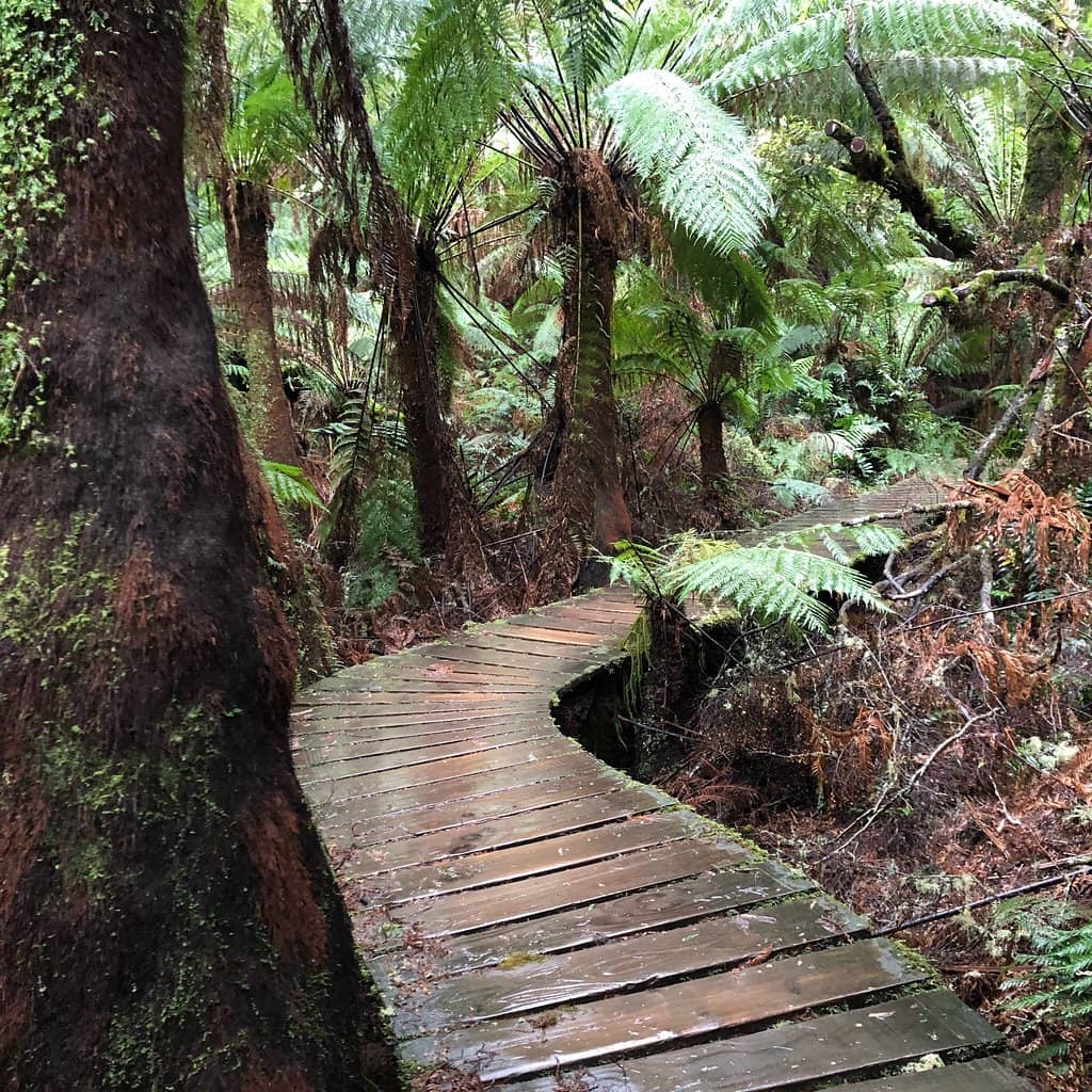 Ancient Rainforest Boardwalk