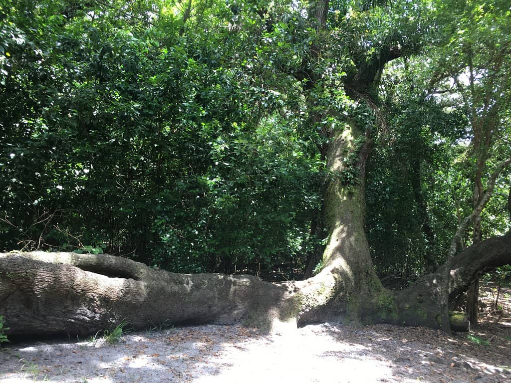 Wildlife Viewing Tower