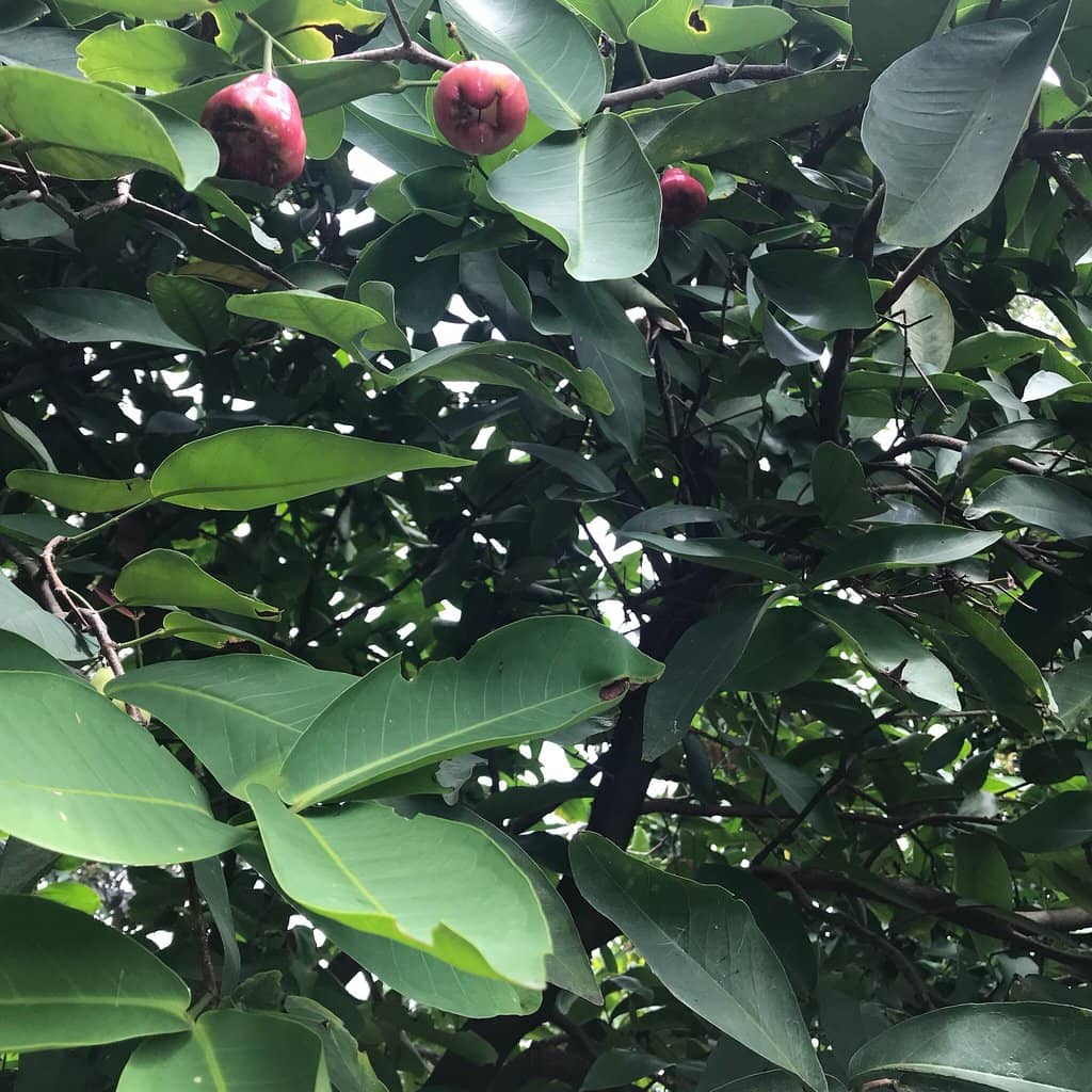 Crispy Fried Jackfruit