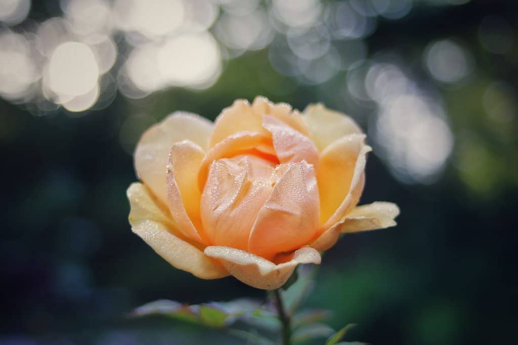 Themed Gardens & Greenhouses