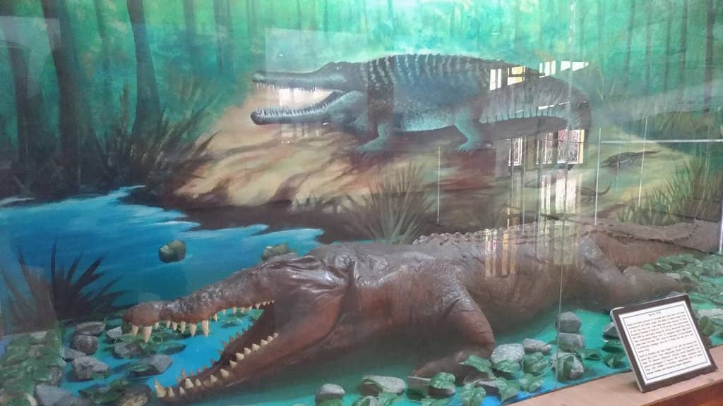 Marine Life and Artifacts