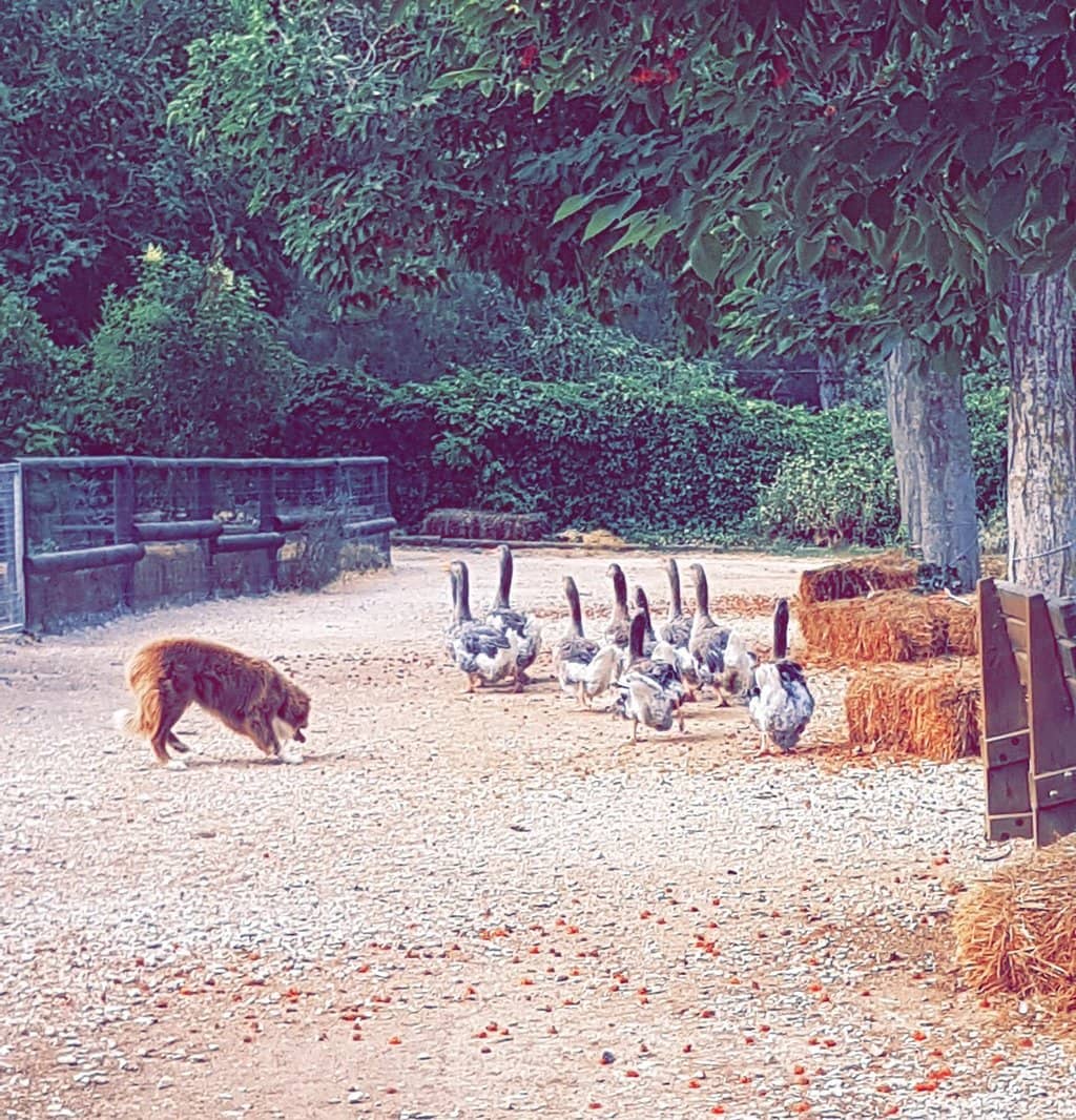 Well-Treated Livestock