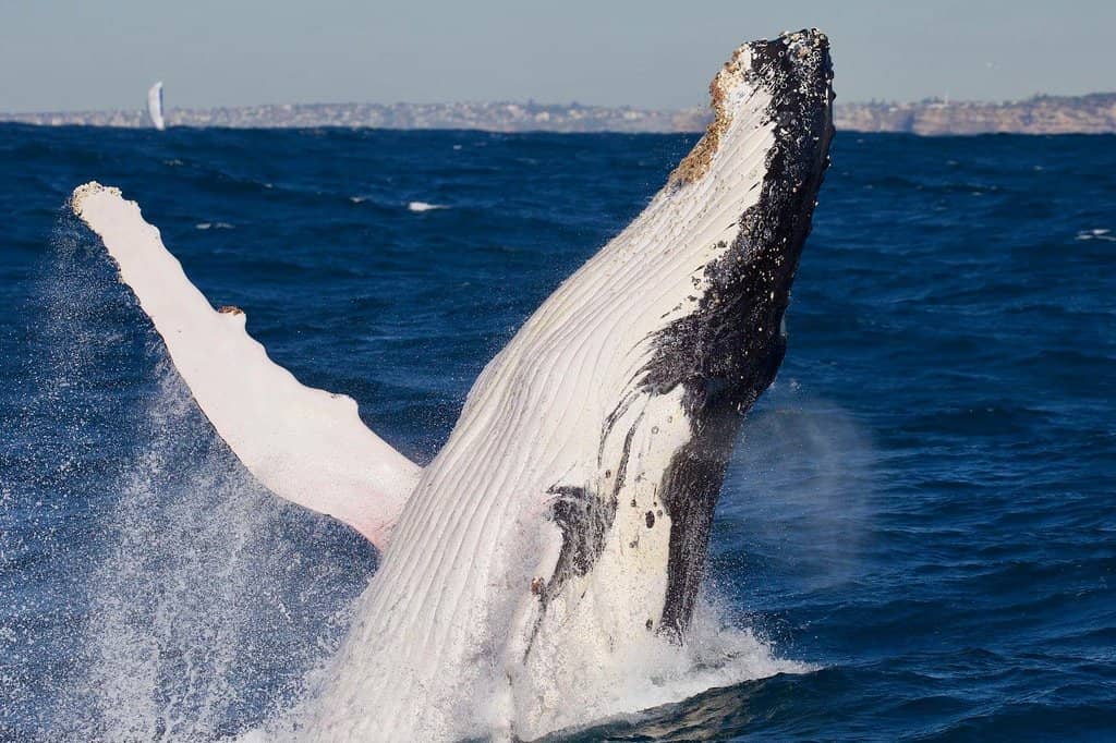 Close-Up Marine Life
