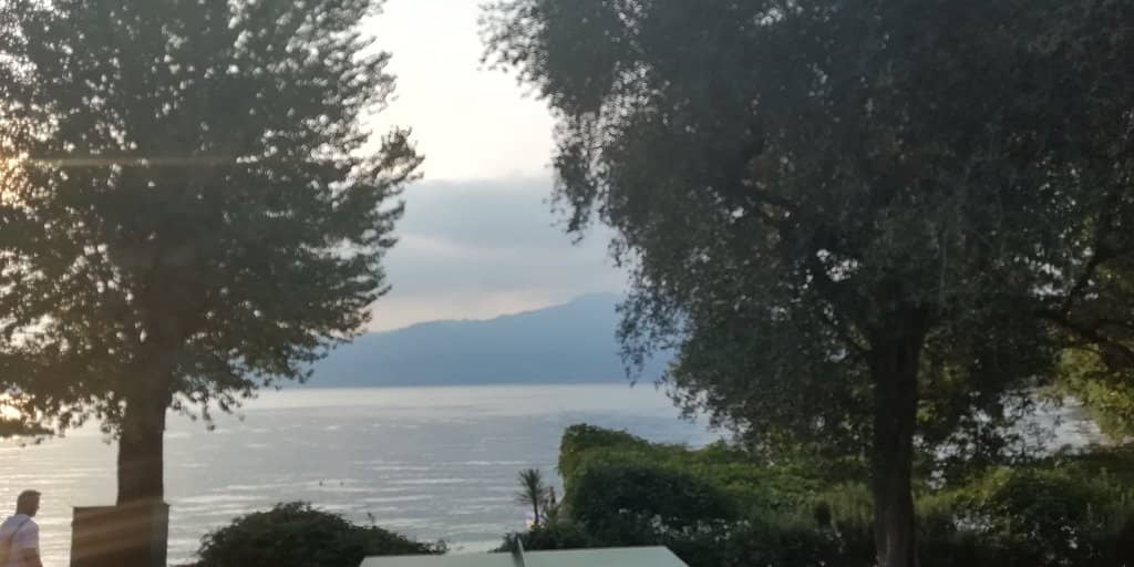 Lush Greenery and Shade