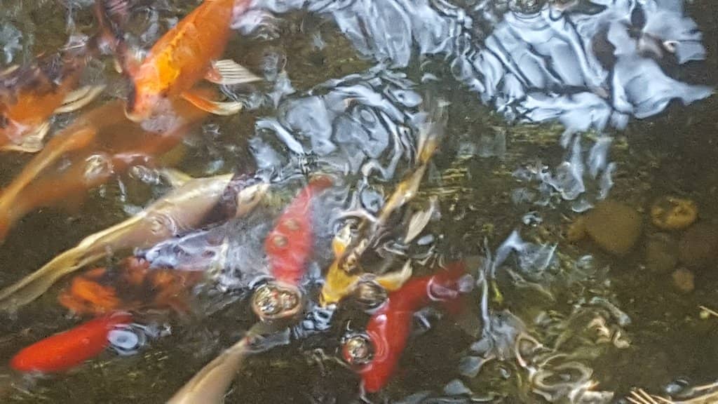 Lush, Winding Gardens