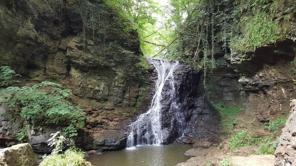 Woodland Scenery & Wildlife