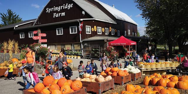 Spring Redge Farm Springridge Farm (2026) – Best of TikTok, Instagram & Reddit Travel Guide