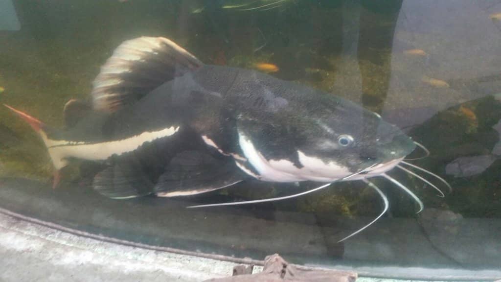 Free-Flying Butterflies