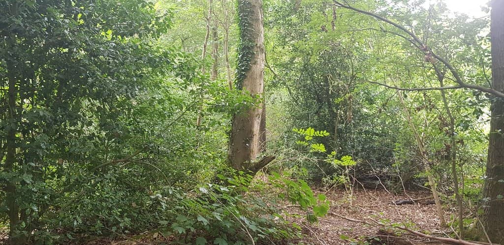 Tolkien's Inspiration