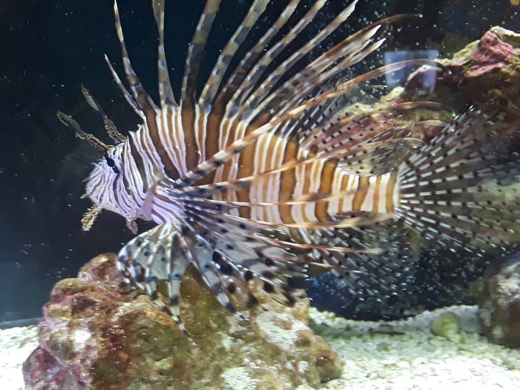 Sea Turtle Conservation Info