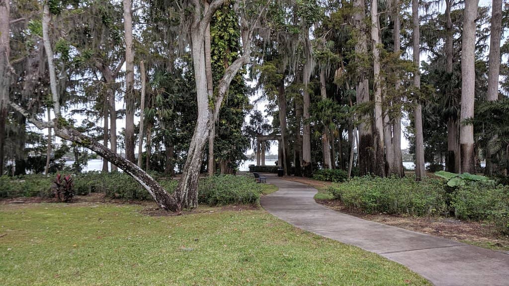 Majestic Cypress Trees