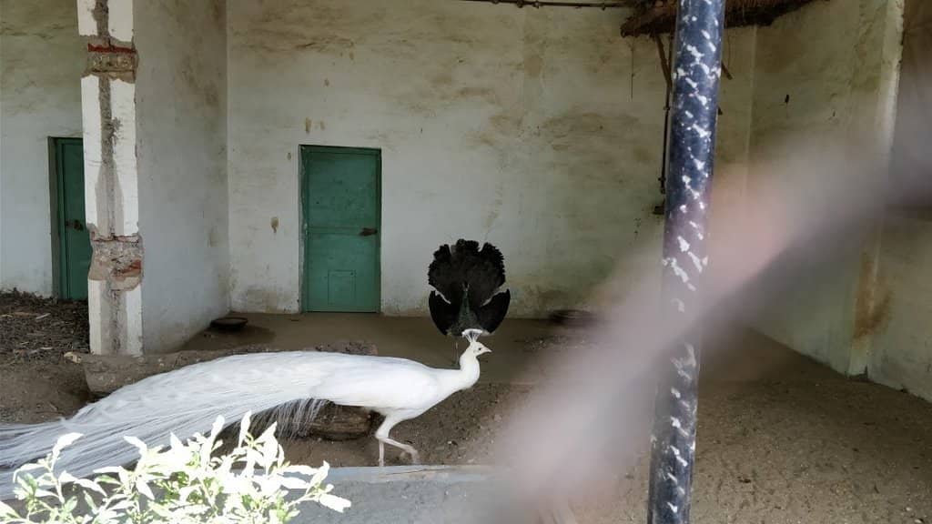 Majestic Tigers & Leopards