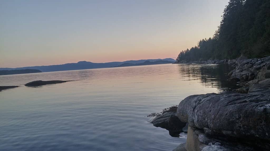 Tranquil Forest Setting