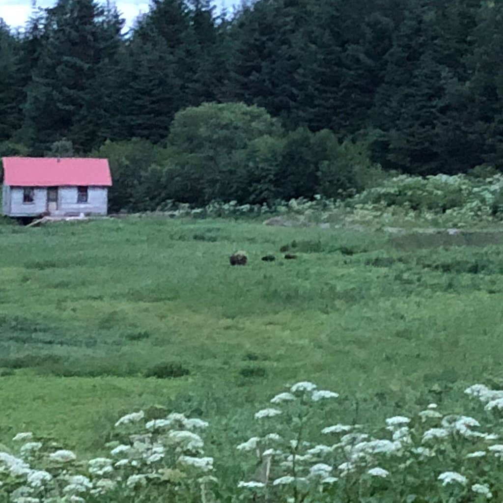 Bald Eagle Sightings