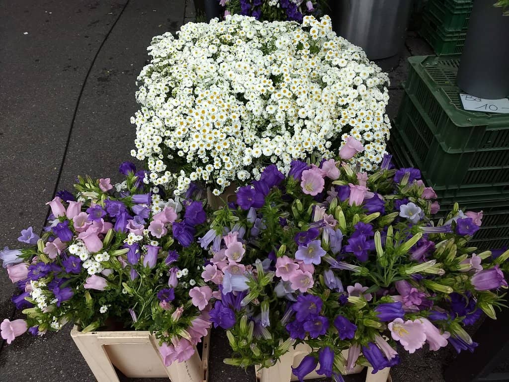 Artisan Bakeries & Pastries