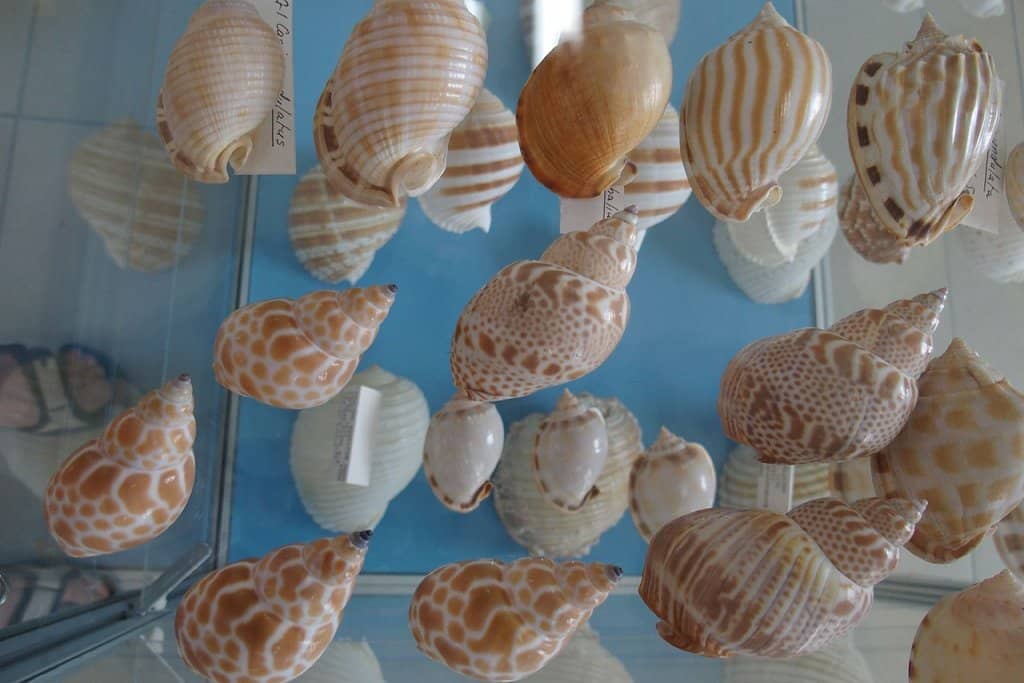 Marine Life Exhibits