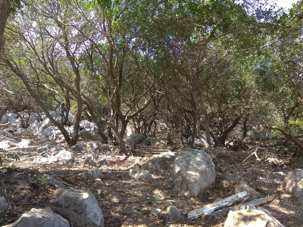 Untouched Nature Trails