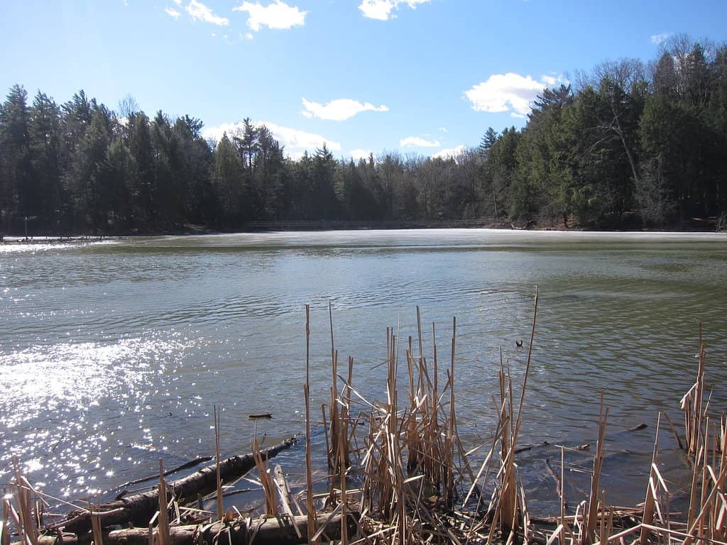 Boardwalks and Wetlands