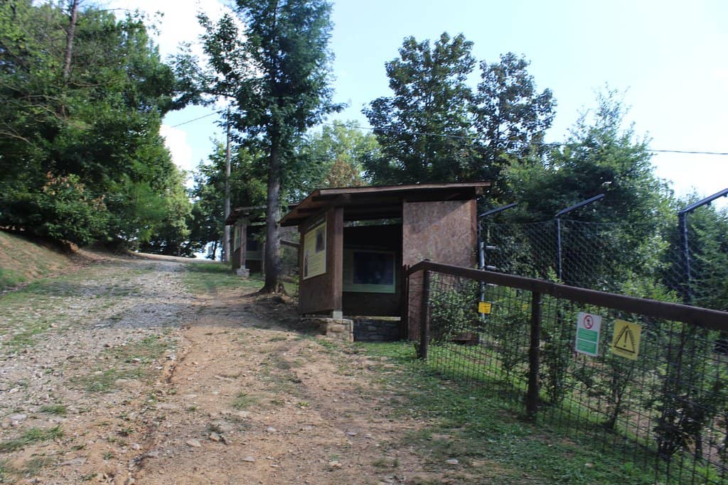 Native European Fauna