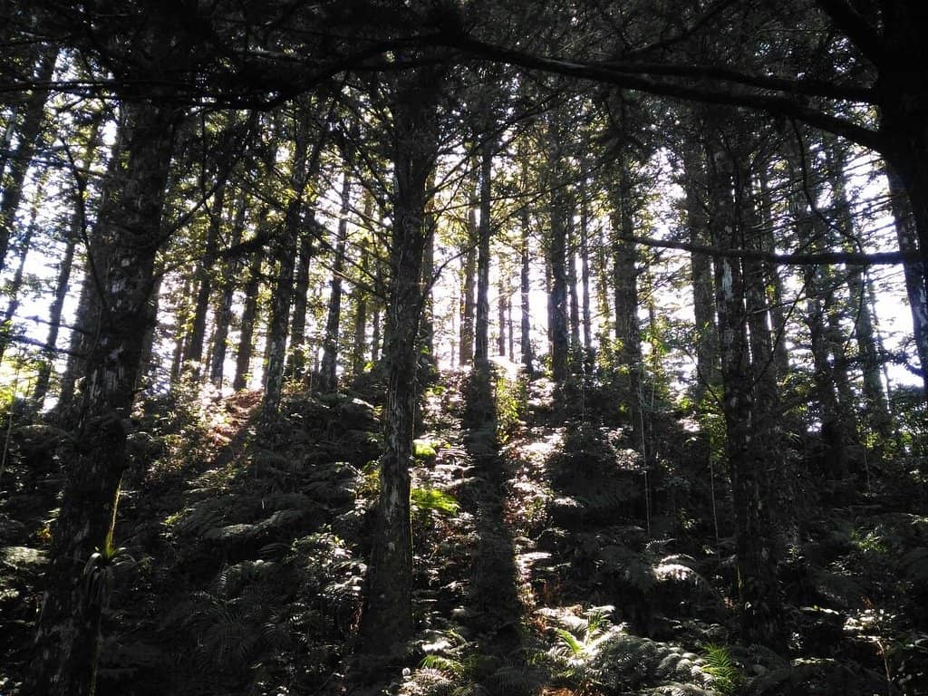 Cascading Waterfalls