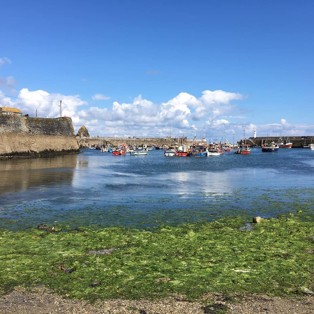 Dolphin and Seal Sightings