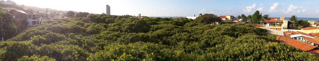 Panoramic Viewpoint