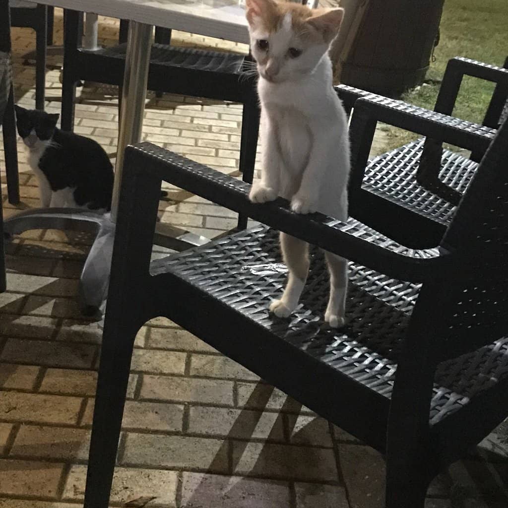 Exclusive Beachfront Bliss