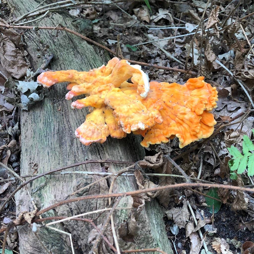 Sprawling Hiking Trails