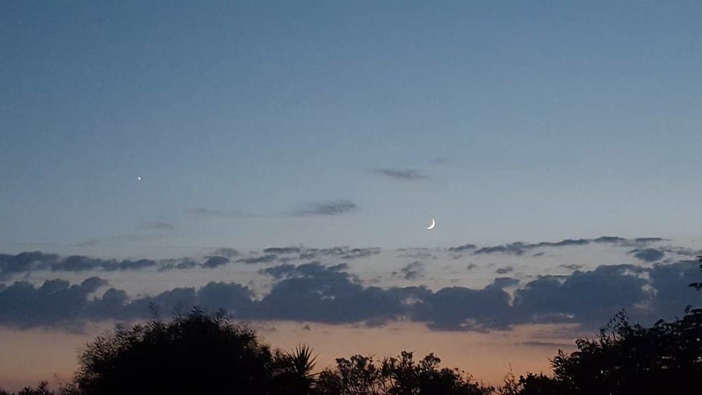 Dog-Friendly Freedom