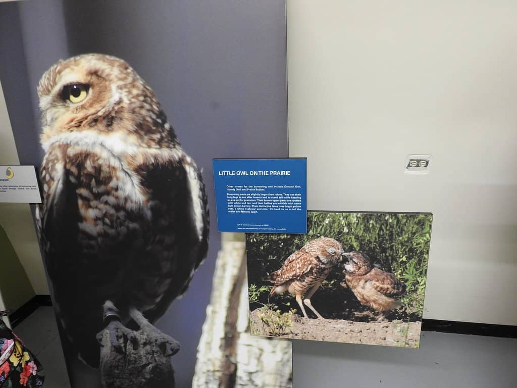 Friendly Irish Wolfhound