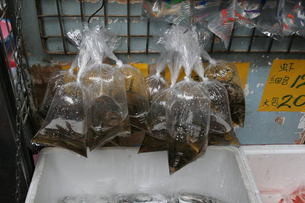 Aquarium Fish Galore