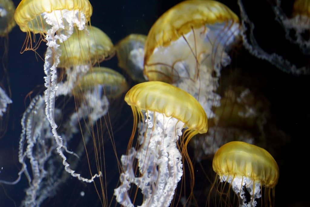 World's Largest Jellyfish Collection