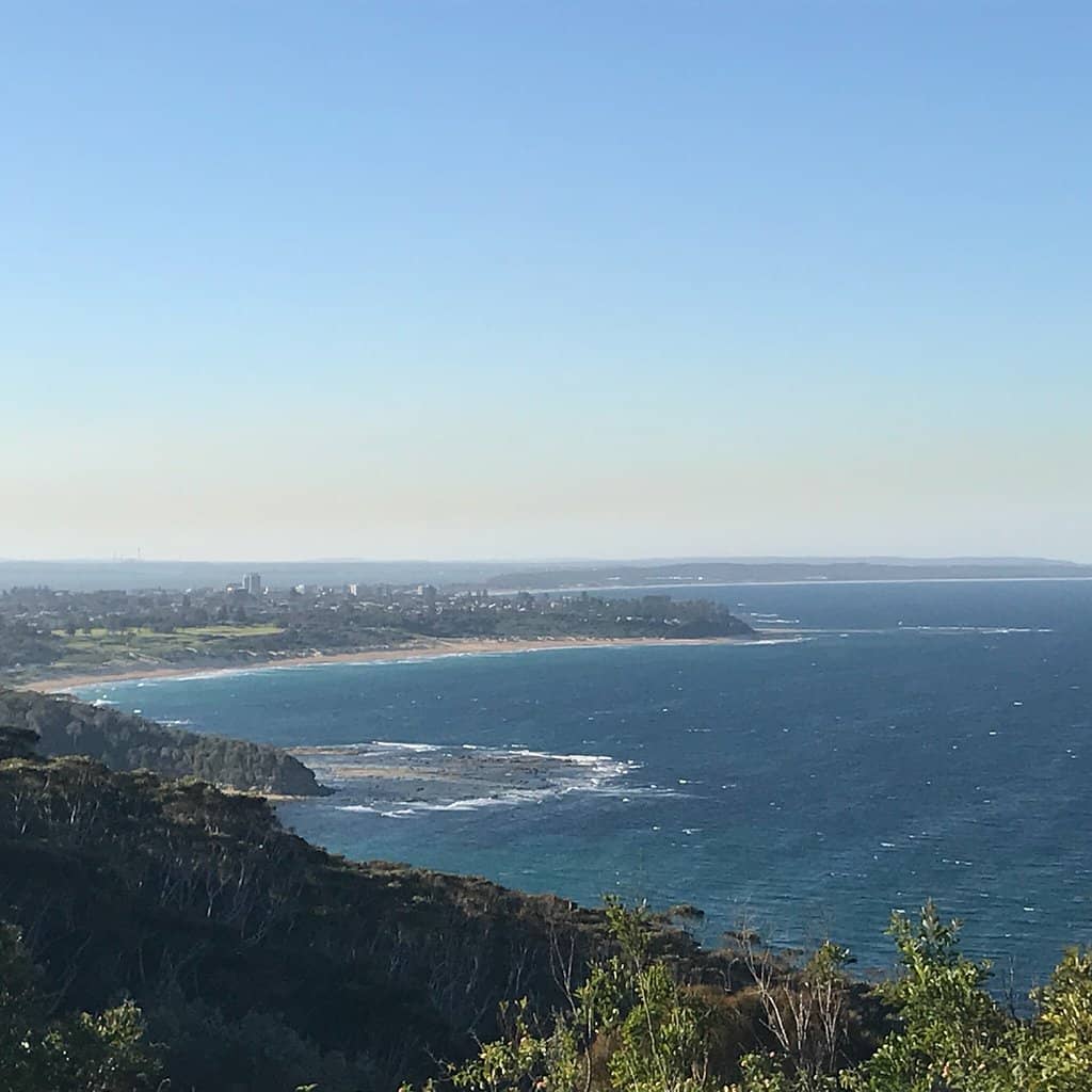 Flannel Flower Blooms